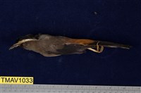 藏品(白耳畫眉)的圖片